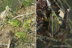 Pelophylax sp.
