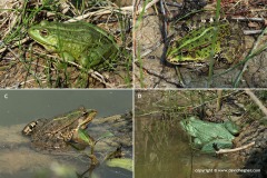 Pelophylax sp.