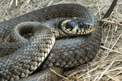 Natrix natrix