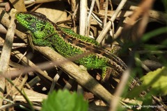 Lacerta agilis
