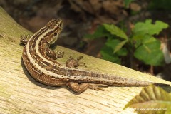 Lacerta agilis