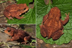 Bufo bufo