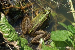 Pelophylax sp.
