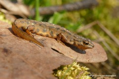 Lissotriton vulgaris