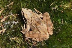 Rana dalmatina