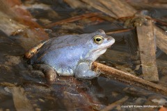 Rana arvalis