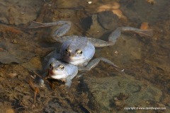 Rana arvalis