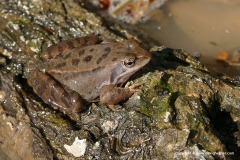 Rana arvalis