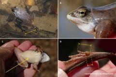 Rana arvalis