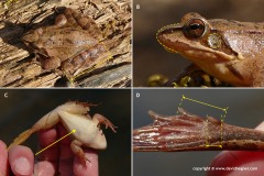Rana dalmatina