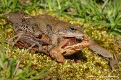 Rana temporaria