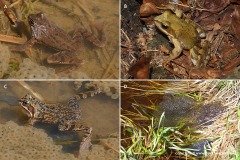 Rana temporaria