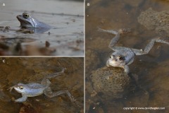 Rana arvalis