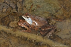 Rana arvalis