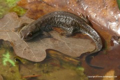 Triturus cristatus