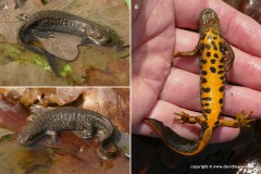 Triturus cristatus