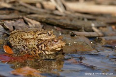 Bufo bufo