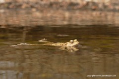 Bufo bufo