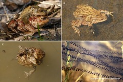 Bufo bufo