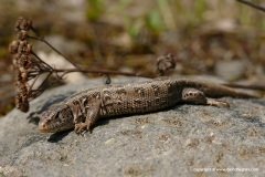 Lacerta agilis