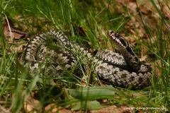Vipera berus