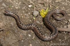 Vipera berus
