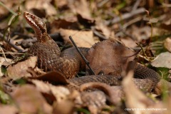 Vipera berus