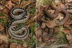 Vipera berus
