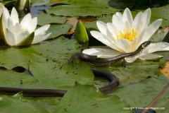 Natrix natrix