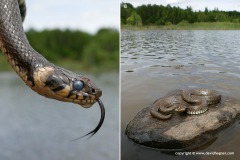 Natrix natrix