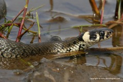 Natrix natrix