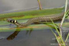 Natrix natrix