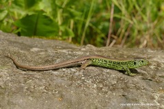 Lacerta agilis