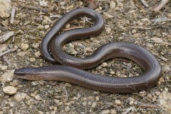 Anguis fragilis