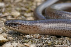Anguis fragilis