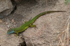 Lacerta viridis