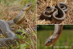 Zamenis longissimus