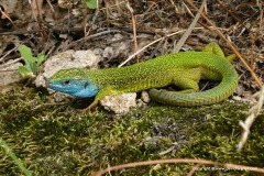 Lacerta viridis