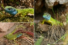 Lacerta viridis
