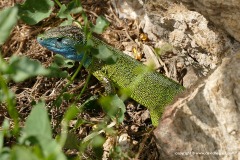 Lacerta viridis