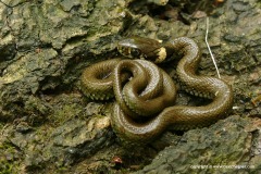 Natrix natrix
