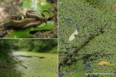 Natrix natrix