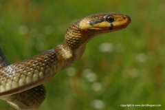 Zamenis longissimus