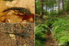 Salamandra salamandra