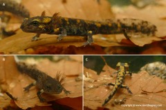 Salamandra salamandra