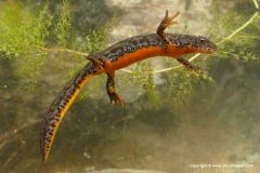 Ichthyosaura alpestris