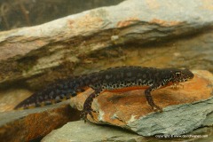 Ichthyosaura alpestris