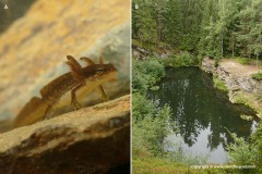 Ichthyosaura alpestris