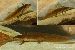 Ichthyosaura alpestris