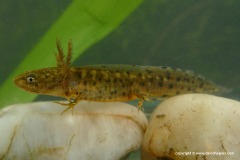 Triturus cristatus